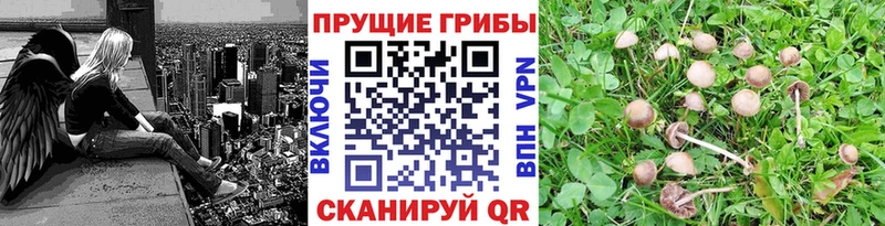 купить нарко площадка телеграм Псилоцибиновые грибы MAGIC MUSHROOMS Североуральск